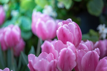 Obraz premium Beautiful bouquet of tulips. colorful tulips. nature background