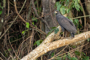 Pacaya Samiria Reserve, Peru. Adult great black hawk in a tree.