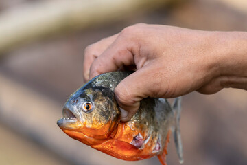 Pacaya Samiria Reserve, Peru. Man showing the sharp teeth of a red piranha caught in the Ucayali...