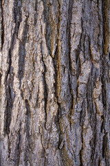 Texture tree