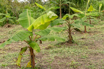 Puerto Miguel, Peru. Young plantain trees being cultivated in the fishing village of Puerto Miguel.