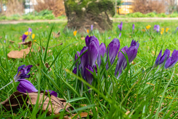 Purple crocus flowers, a sign of spring, growing through he grass in a park.