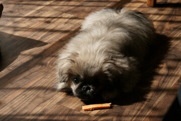 Fuca the Pekingese