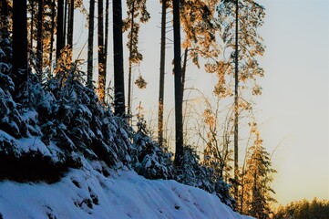 sunset in the forest