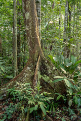 Amazon National Park, Peru. Ficus tree with buttress roots in the rainforest.
