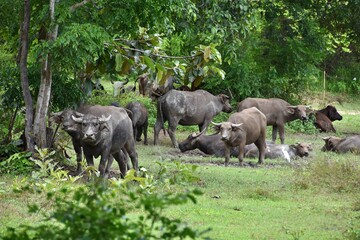 A herd of Thai water buffalos in the field surrounded by trees in Uthai Thani, Thailand. Bubalus bubalis.