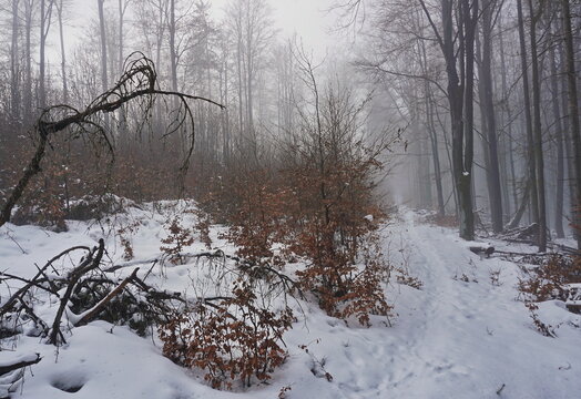 Foggy winter landscape - trail with footprints in snow between in forest
