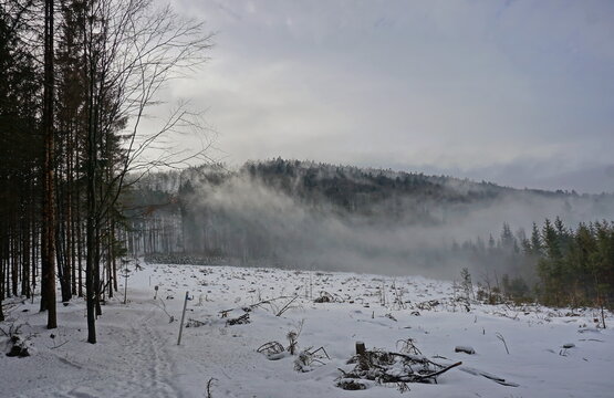 Foggy winter landscape - snowy glade with forest in fog in the background