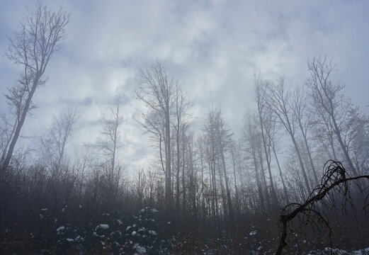 Foggy winter landscape - tall trees in fog