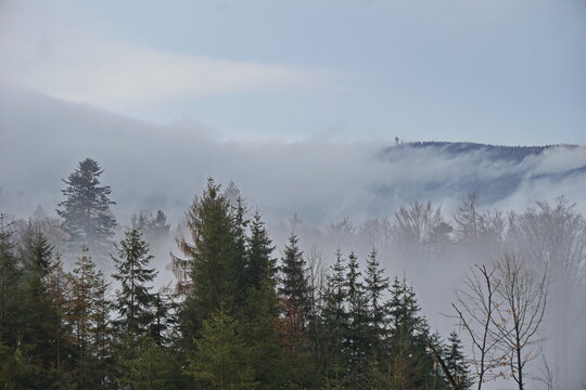 Foggy winter landscape - green trees in front of a mountain ridge with forest in fog