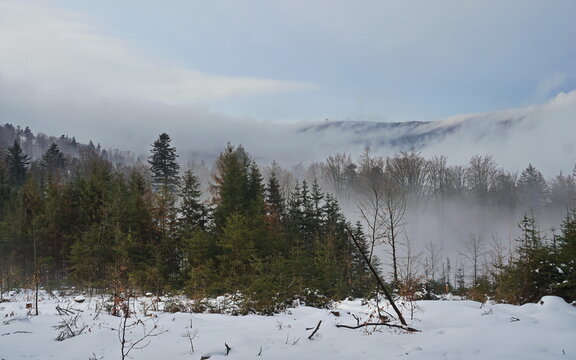 Foggy winter landscape - snowy glade with forest in fog in the background
