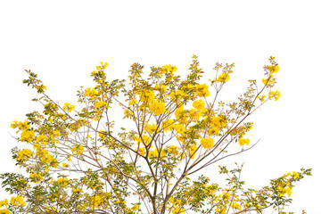 Tabebuia chrysotricha yellow flowers blossom in spring