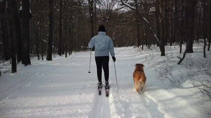 Woman cross country skiing in fresh snow with her dog running with her in the mountains in slow motion.