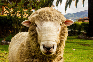 Oveja de granja, Carnero o Borrego, La oveja (Ovis orientalis aries) es un mamífero cuadrúpedo...