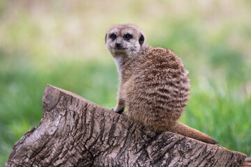 Meerkat, captivity, fur, furry, looking, mammal, watchful, wild, wildlife