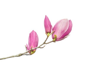 Fototapeta na wymiar pink flower of magnolia spring branch isolated on white background