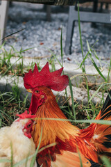 Hen Is Searching Food In The Ground. Chicken on an organic farm, freely grazing on a meadow. Organic farming, animal rights, back to nature concept