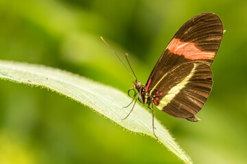 Fototapeta premium Costa Rica, La Paz River Valley. Captive butterfly in La Paz Waterfall Garden.