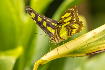 Costa Rica, La Paz River Valley. Captive butterfly in La Paz Waterfall Garden.