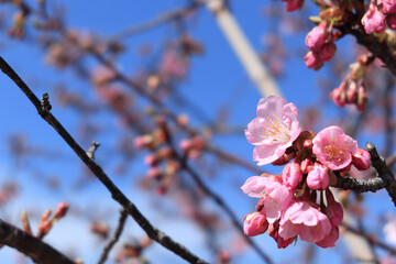 青空と河津桜 2