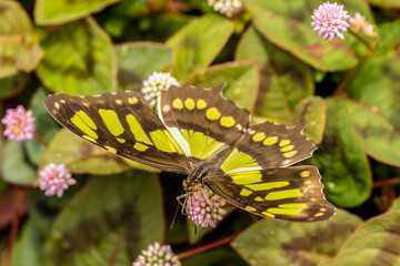 Costa Rica, La Paz River Valley. Captive butterfly in La Paz Waterfall Garden.