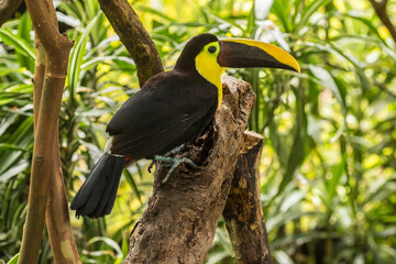 Costa Rica, La Paz River Valley. Captive black-mandibled toucan on tree.