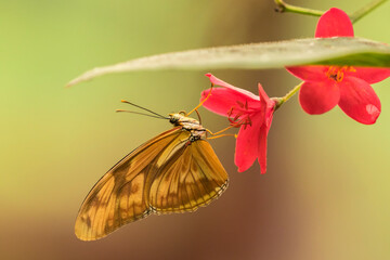 Costa Rica, La Paz River Valley. Captive butterfly in La Paz Waterfall Garden.
