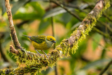 Costa Rica, La Paz River Valley. Captive golden-hooded tanager in La Paz Waterfall Garden.