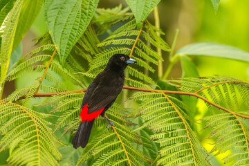 Costa Rica, La Selva Biological Station. Scarlet-rumped tanager in tree.