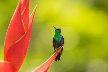 Costa Rica, Sarapique River Valley. Violet-crowned woodnymph on heliconia plant.