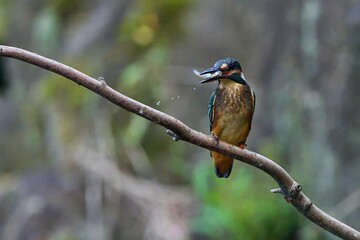 好物の小魚をゲットしたカワセミ幼鳥メス
