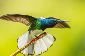 Costa Rica, Sarapique River Valley. Male white-necked jacobin with wing stretch.