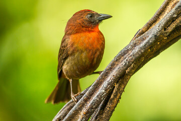 Costa Rica, Sarapique River Valley. Red-throated ant tanager bird on tree.