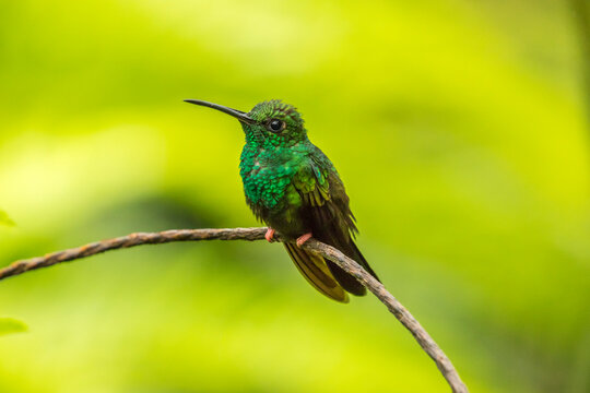 Costa Rica, Sarapique River Valley. Bronze-tailed plumeleteer on limb.