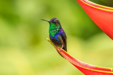 Costa Rica, Sarapique River Valley. Purple-crowned woodnymph on heliconia plant.