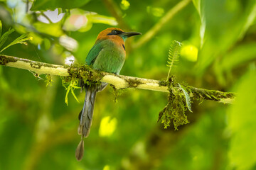 Costa Rica, La Selva Biological Station. Broad-billed motmot on limb.