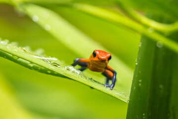 Costa Rica, Sarapique River Valley. Strawberry poison dart frog on plant.