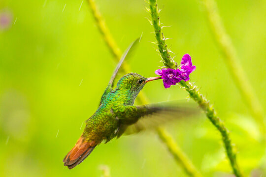 Costa Rica, Arenal. Rufous-tailed Hummingbird Feeding On Vervain.