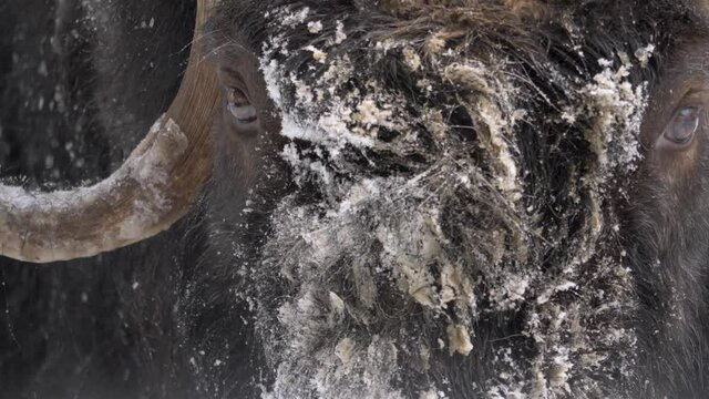 Gentle eyed Musk Ox with frozen muzzle enduring the winter snowfall - Detail close up shot portrait