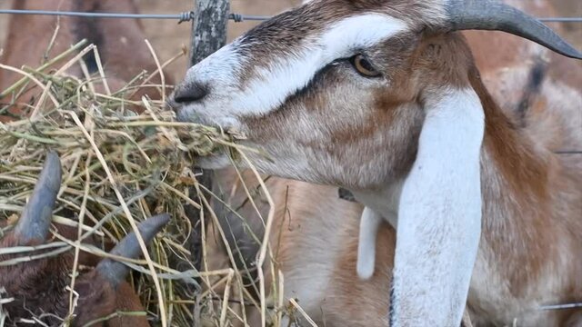 close-up of anglo nubian goat eating alfalfa in cordoba argentina farm 2021 3