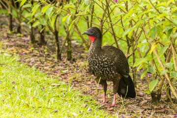 Costa Rica, Arenal. Crested guan on ground.