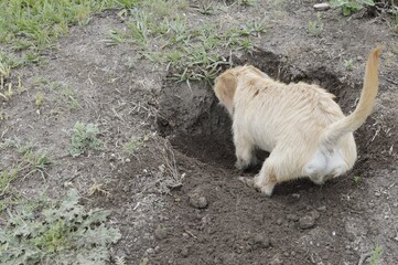 Naklejka na ściany i meble Brown dog digging a hole in the ground looking for a bone