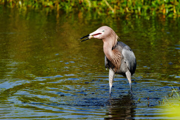 Reddish Egret dancing and catching a fish and enjoying the brackish waters of florida wetland.