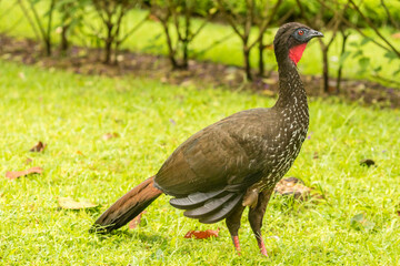 Costa Rica, Arenal. Crested guan on ground.