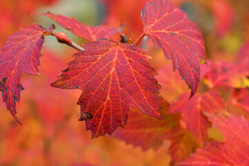 red maple leaf