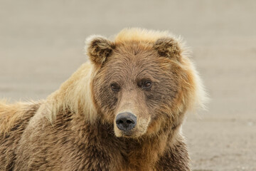 Fototapeta premium Brown bear resting on the beach, Silver Salmon Creek, Lake Clark National Park, Alaska.
