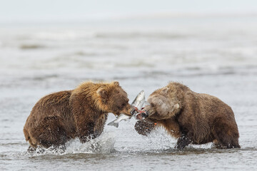 Brown bears fighting over a salmon, Silver Salmon Creek, Lake Clark National Park, Alaska.