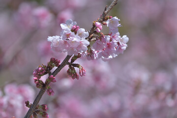 Beautiful Japanese pink cherry blossoms