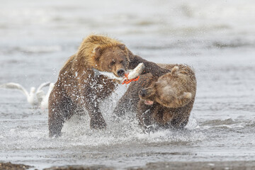 Brown bears fighting over a salmon, Silver Salmon Creek, Lake Clark National Park, Alaska.