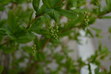 green leaves